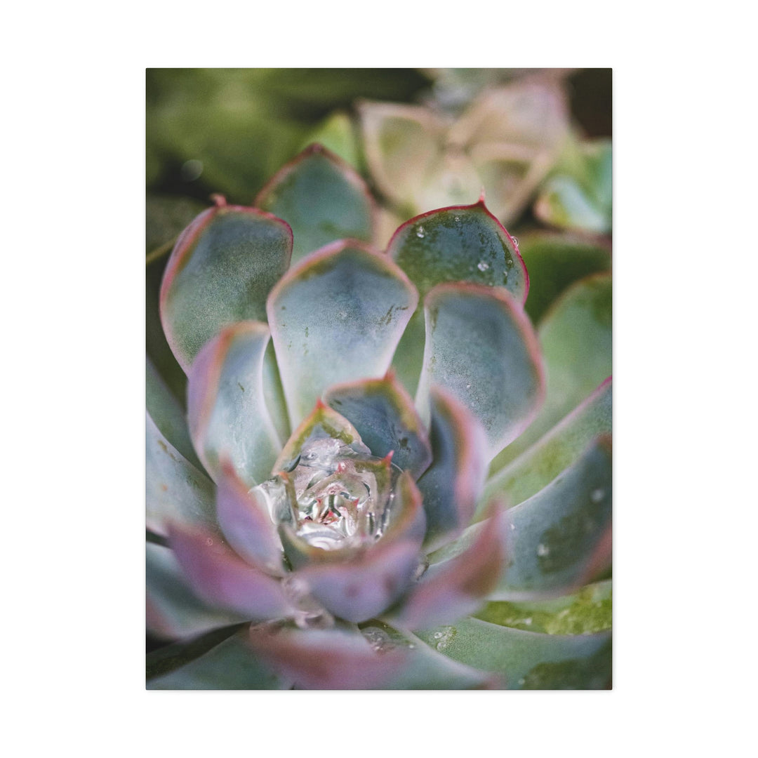 Stunning Succulent - Canvas