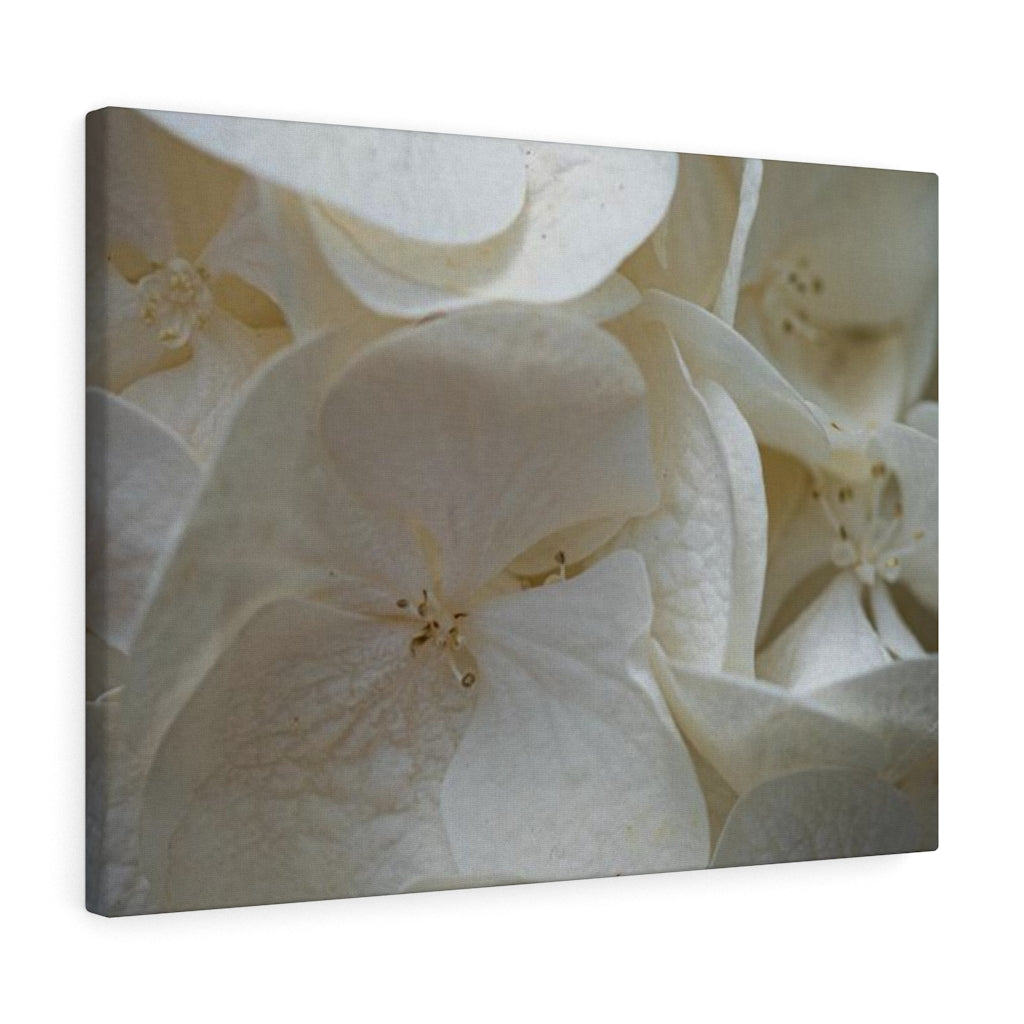 White Hydrangea Detail - Canvas