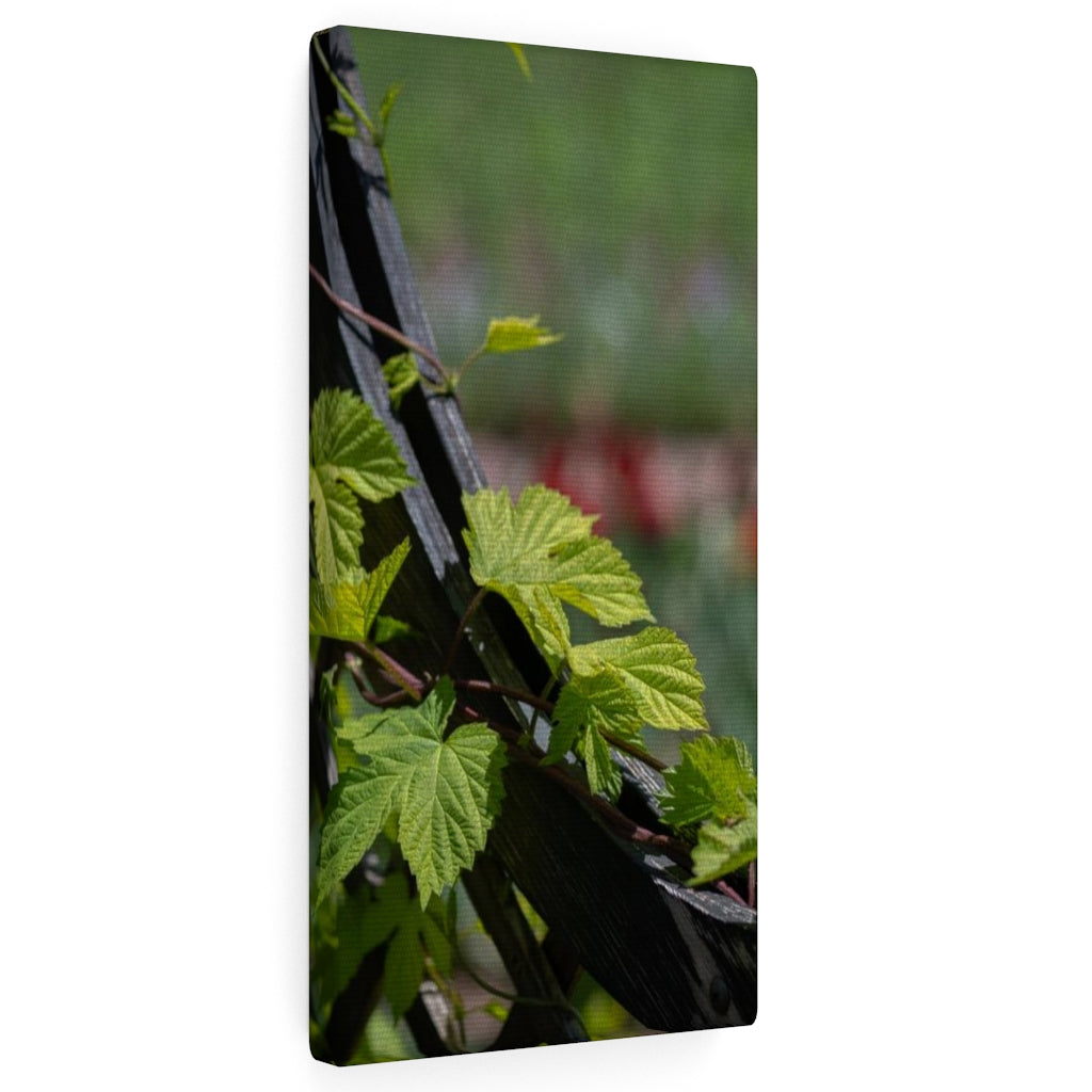 Ivy-Covered Fence - Canvas