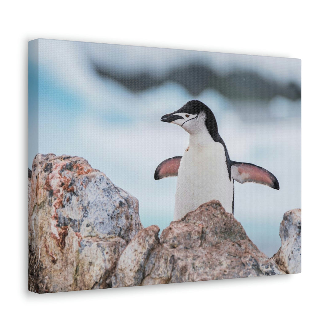 Stretched Penguin - Canvas