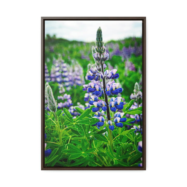 Glowing Lupin - Canvas with Frame