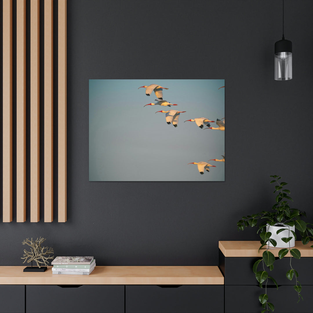 White Ibis in Flight - Canvas