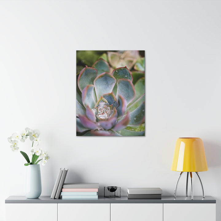 Stunning Succulent - Canvas