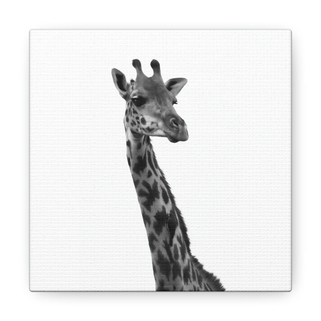 Giraffe Portrait in Black and White  - Canvas