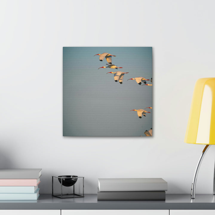 White Ibis in Flight - Canvas