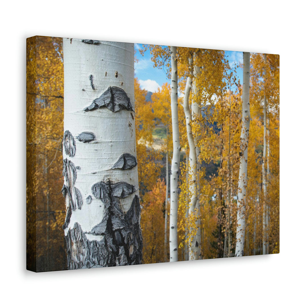 Aspens Changing - Canvas