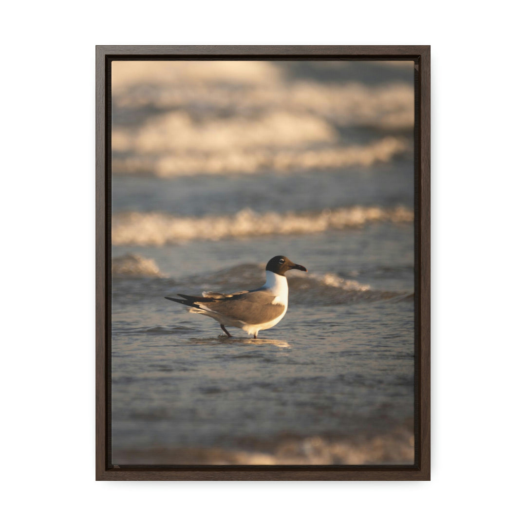 Laughing Gull in the Surf - Canvas with Frame