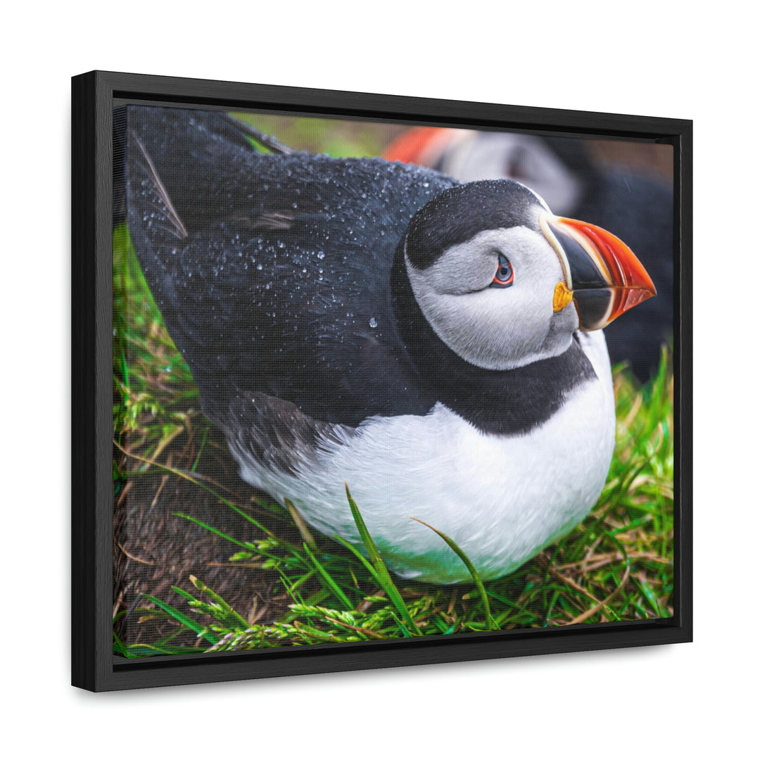 Resting Puffin - Canvas with Frame