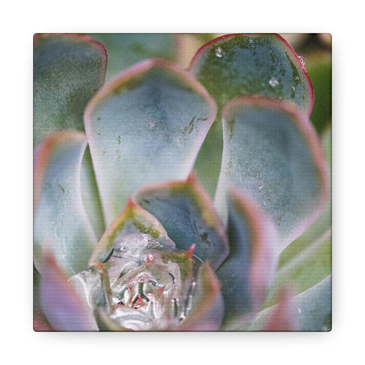 Stunning Succulent - Canvas