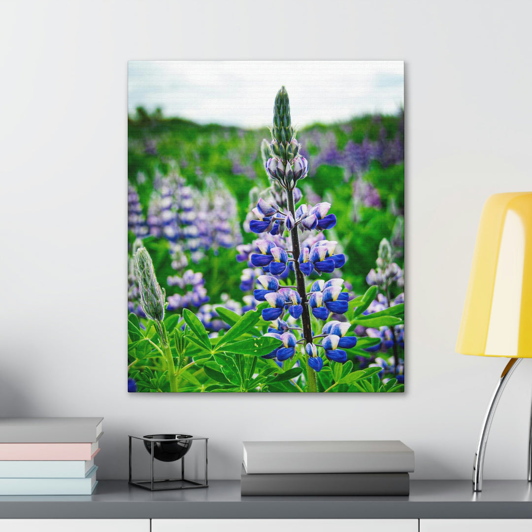 Glowing Lupin - Canvas