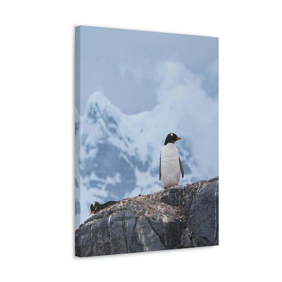 Poised Penguin - Canvas