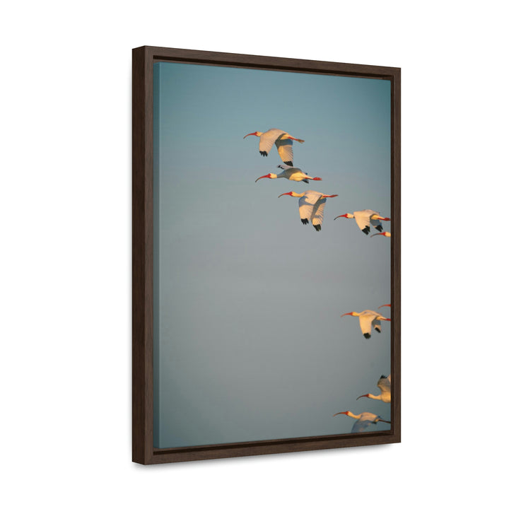 White Ibis in Flight - Canvas with Frame