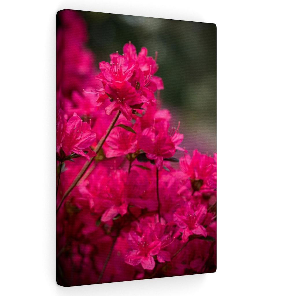 Full Bloom - Canvas