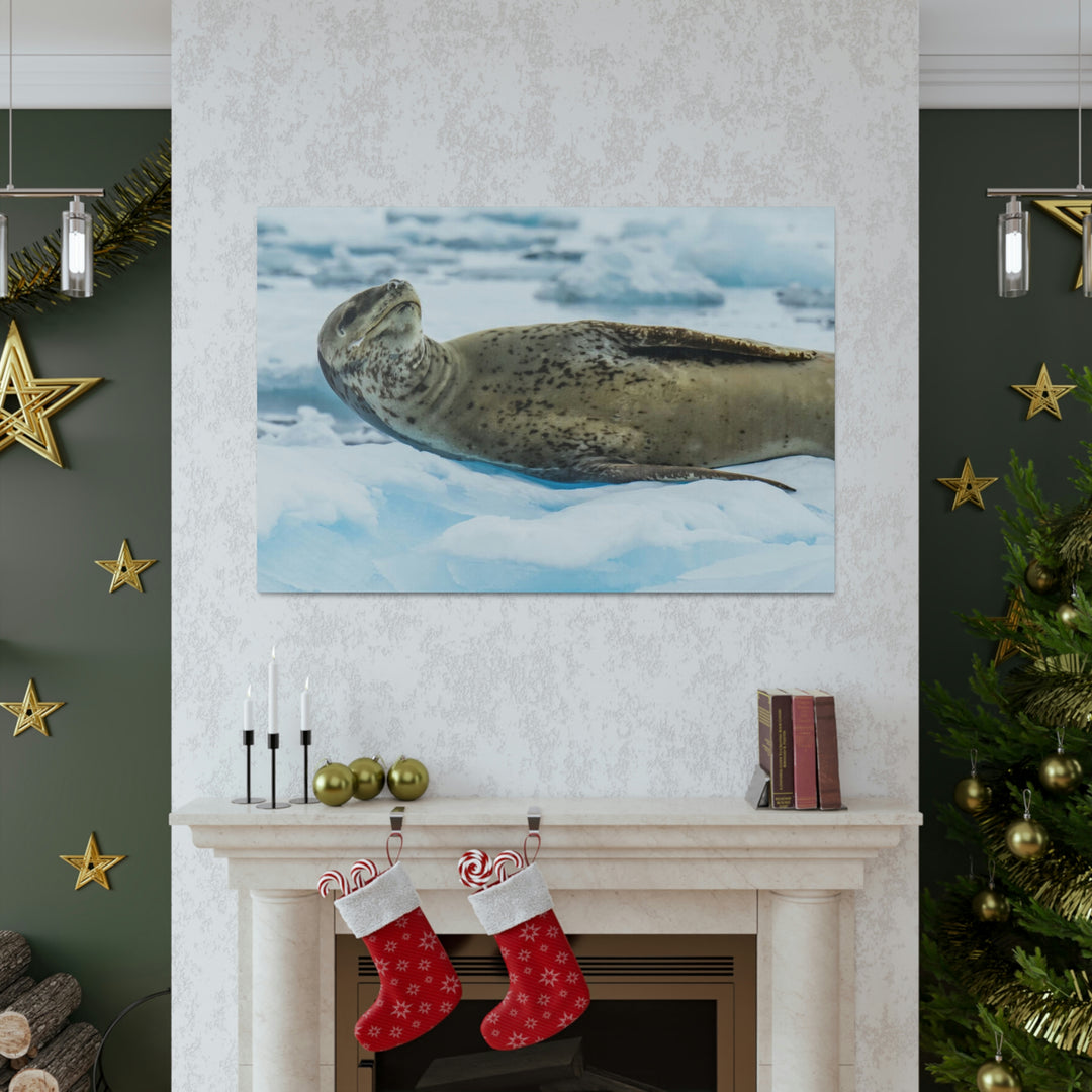 Leopard Seal Relaxing - Canvas