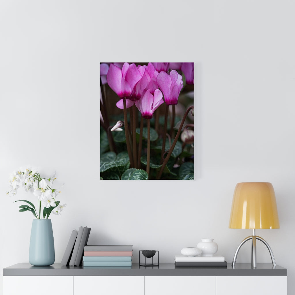 Cyclamen Reach - Canvas