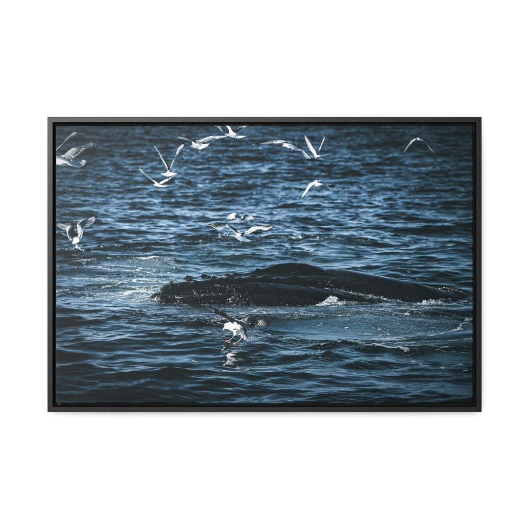 Humpback Hello - Canvas with Frame