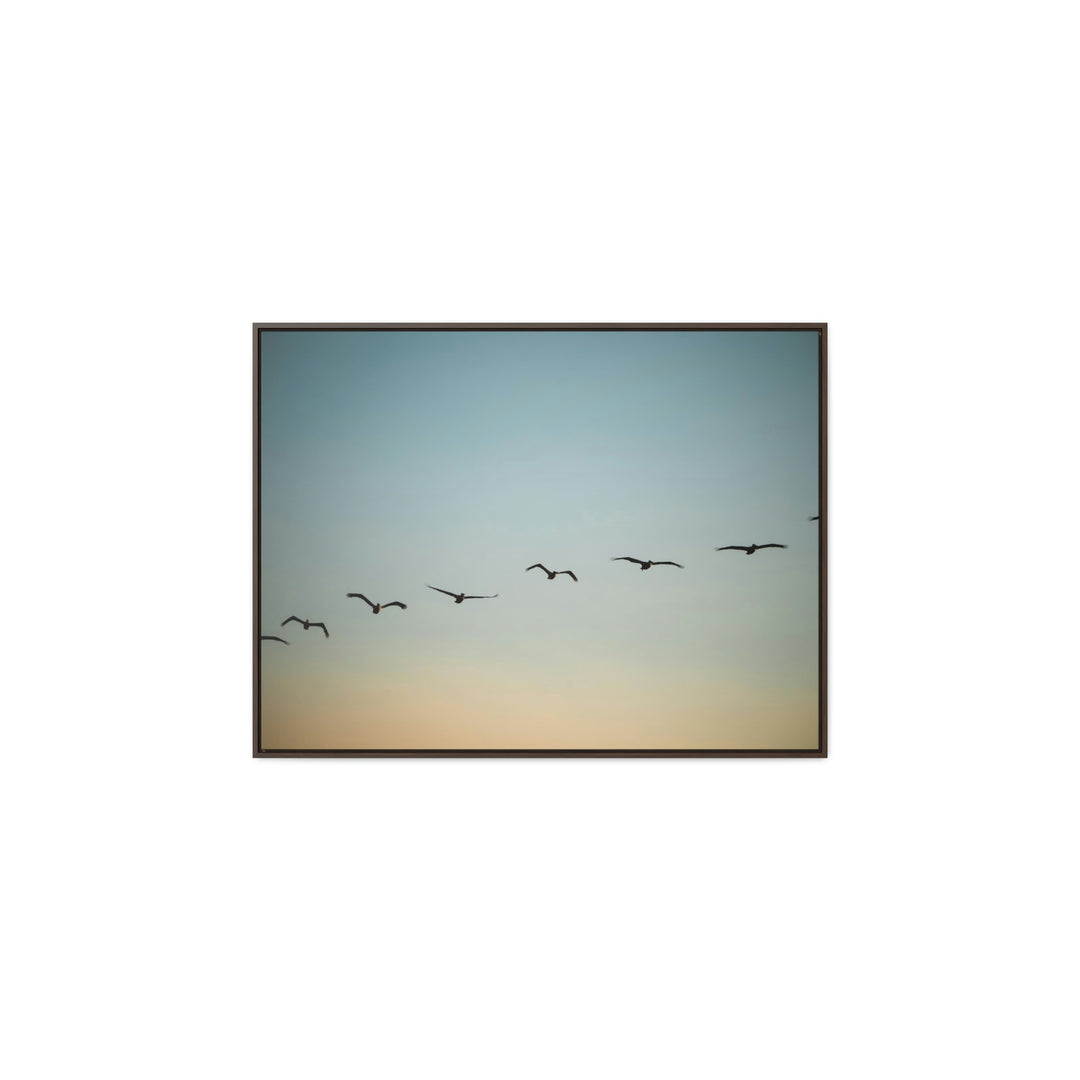 Brown Pelicans in Flight - Canvas with Frame