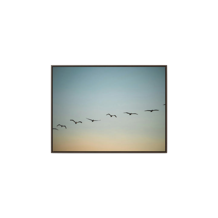 Brown Pelicans in Flight - Canvas with Frame