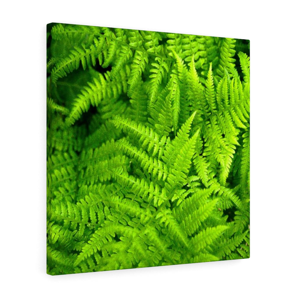 Ferns, Ferns, Ferns - Canvas