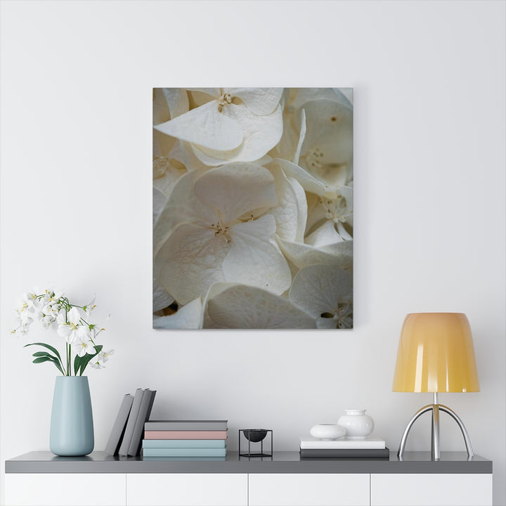 White Hydrangea Detail - Canvas