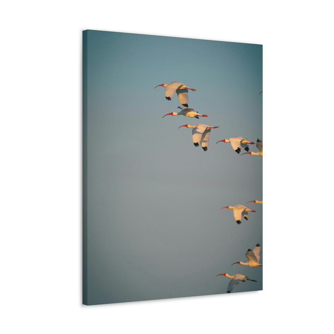 White Ibis in Flight - Canvas