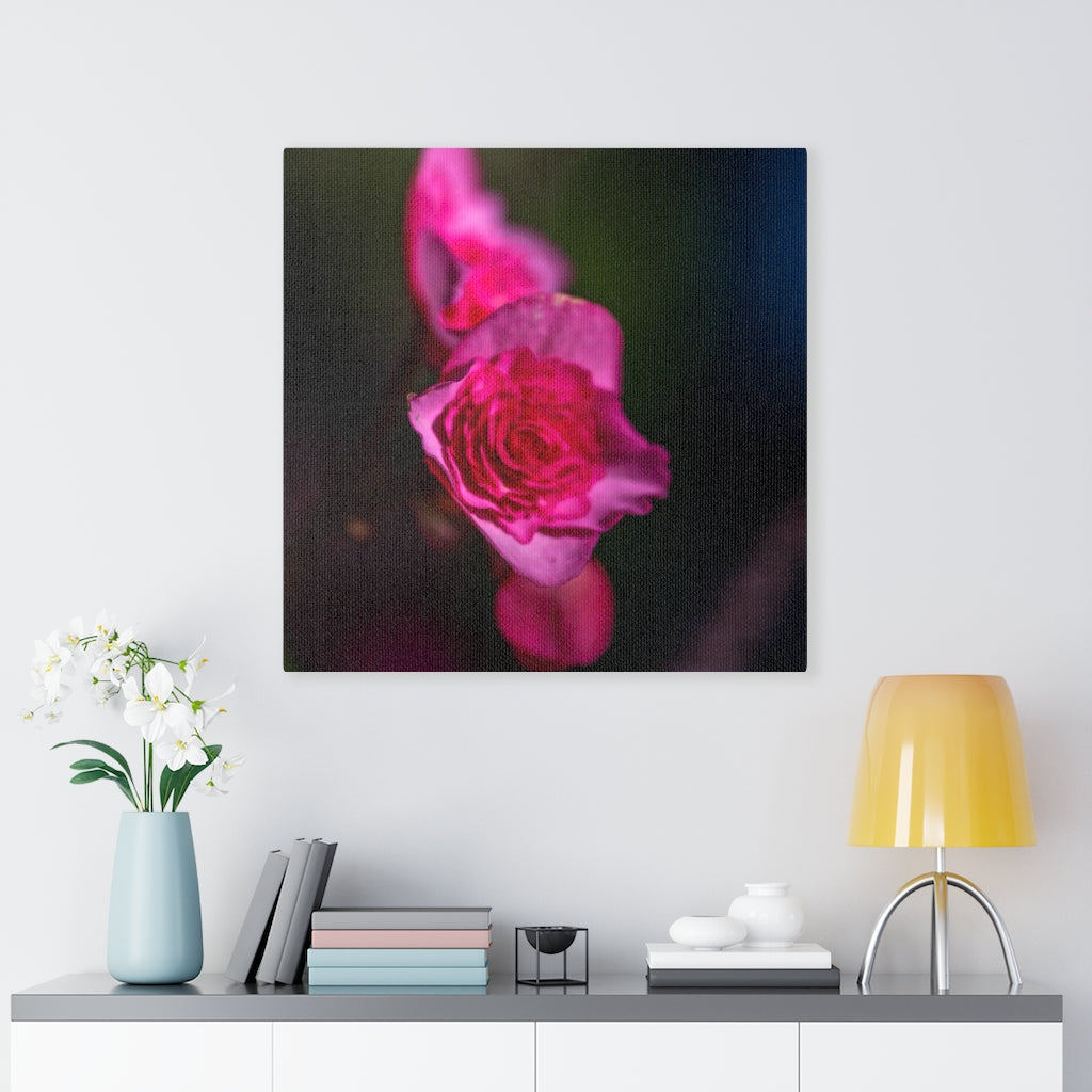 Hybrid Tea Lily - Canvas