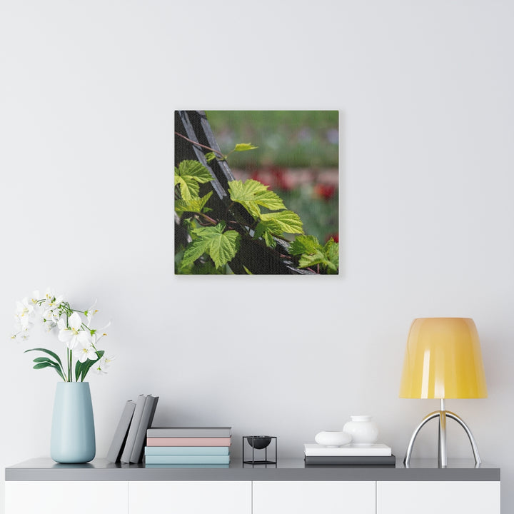 Ivy-Covered Fence - Canvas