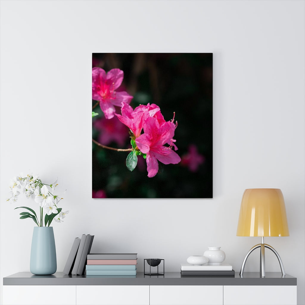 Standout Azalea - Canvas