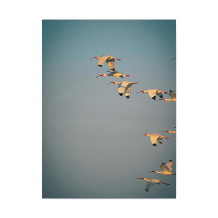 White Ibis in Flight - Canvas