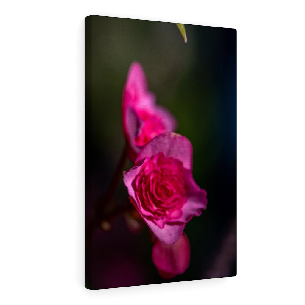 Hybrid Tea Lily - Canvas