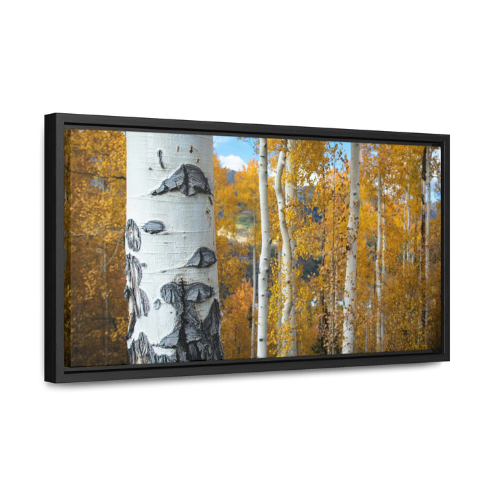 Aspens Changing - Canvas with Frame