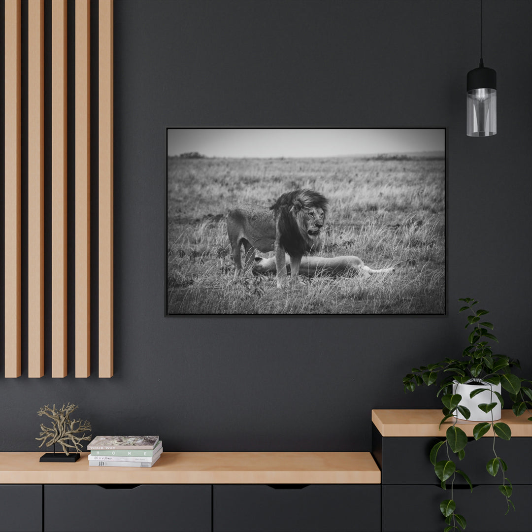 Mating Lions in Black and White - Canvas with Frame