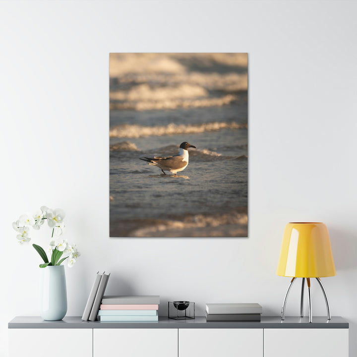 Laughing Gull in the Surf - Canvas