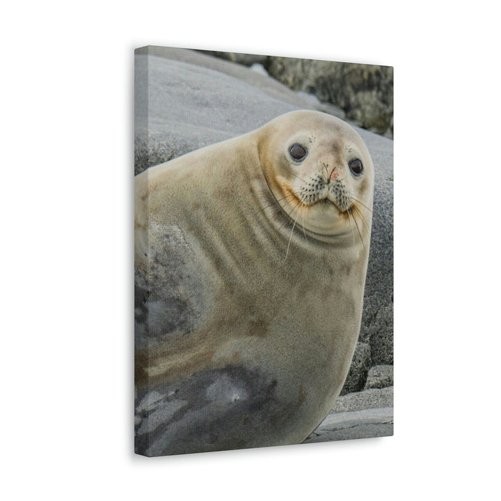 Weddell Smile - Canvas