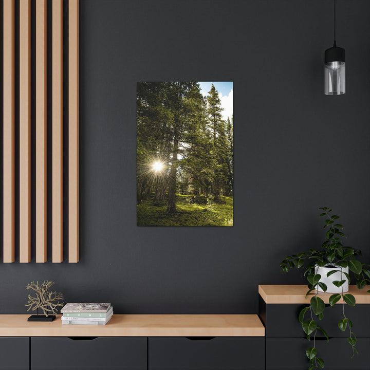 Forest Light - Canvas