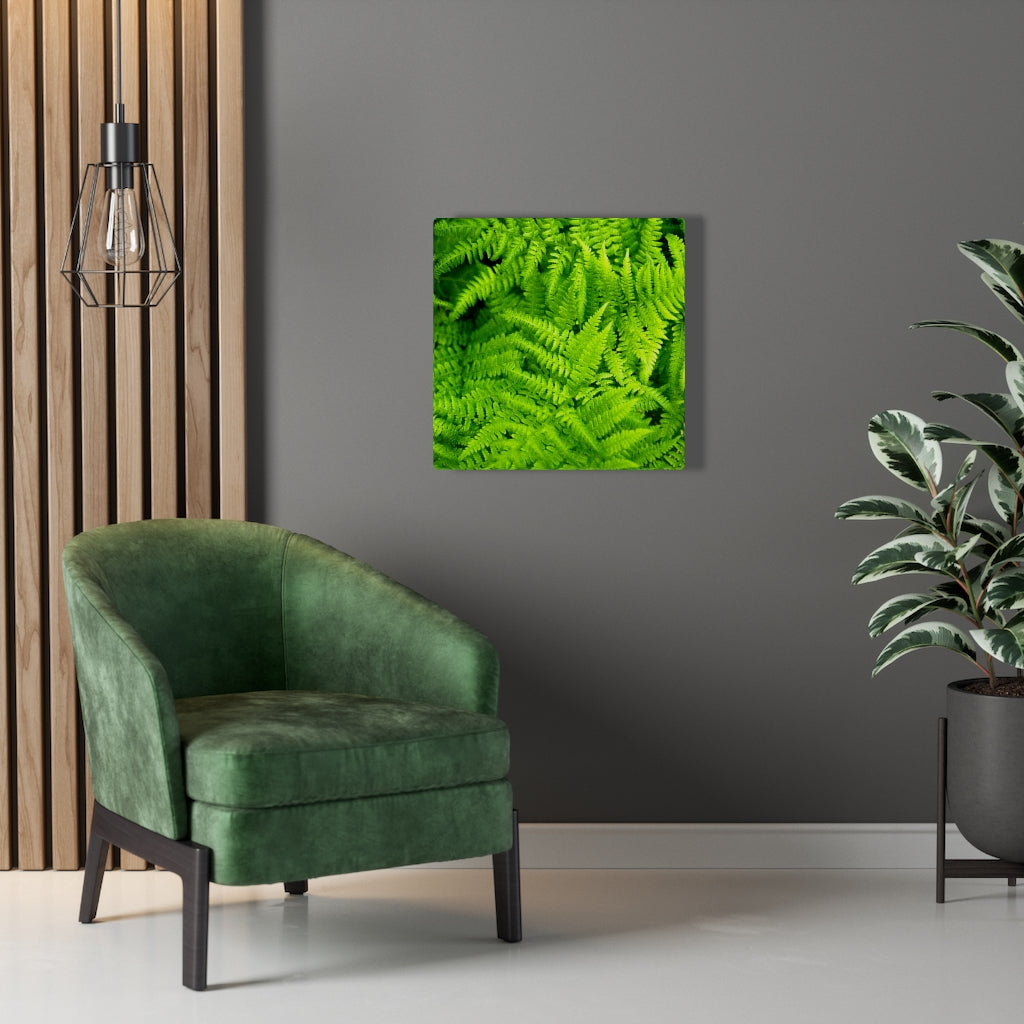 Ferns, Ferns, Ferns - Canvas