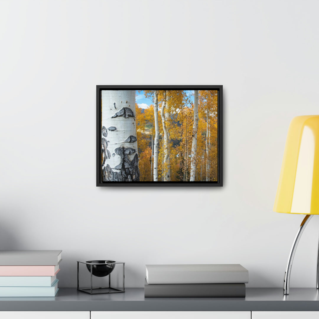 Aspens Changing - Canvas with Frame