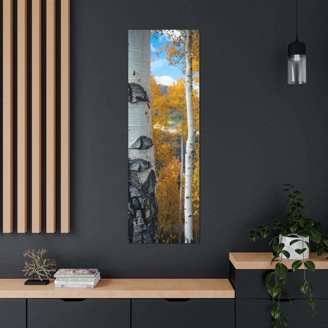 Aspens Changing - Canvas