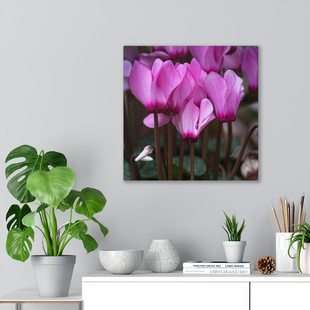 Cyclamen Reach - Canvas