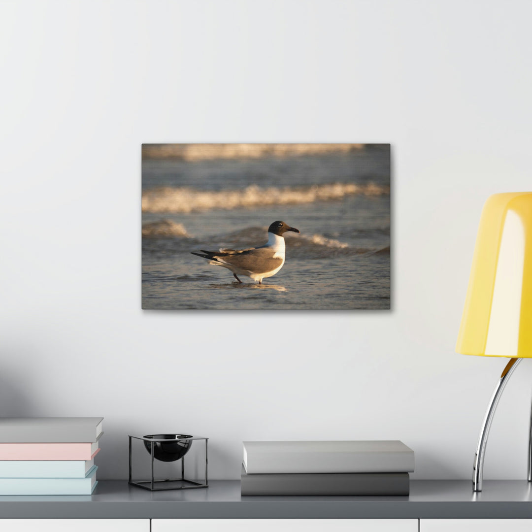 Laughing Gull in the Surf - Canvas