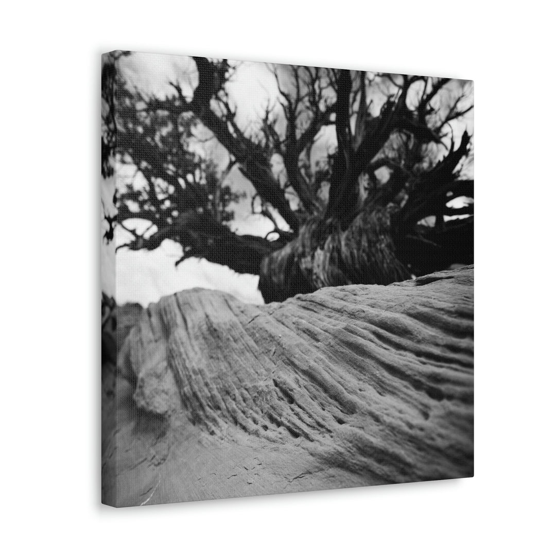 Desert Reach in Black and White - Canvas