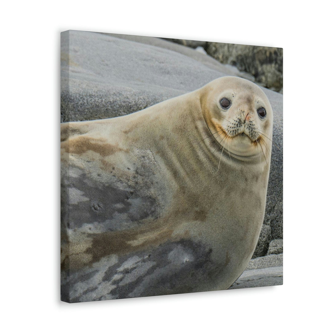 Weddell Smile - Canvas