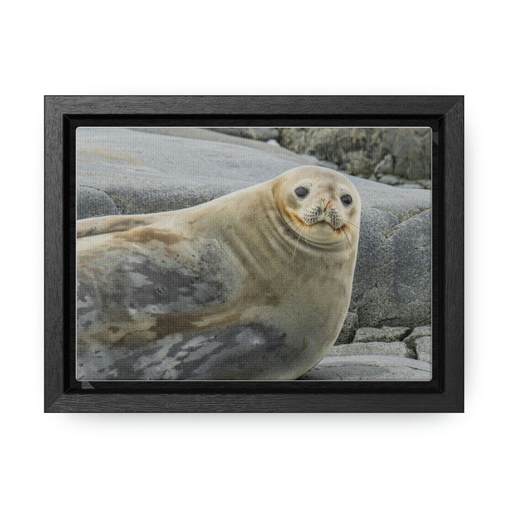 Weddell Smile - Canvas with Frame