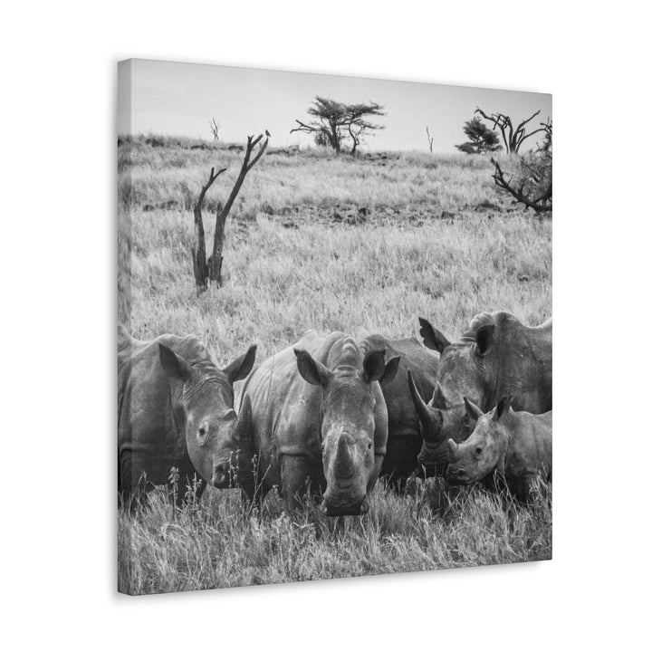 Rhino Family in Black and White - Canvas