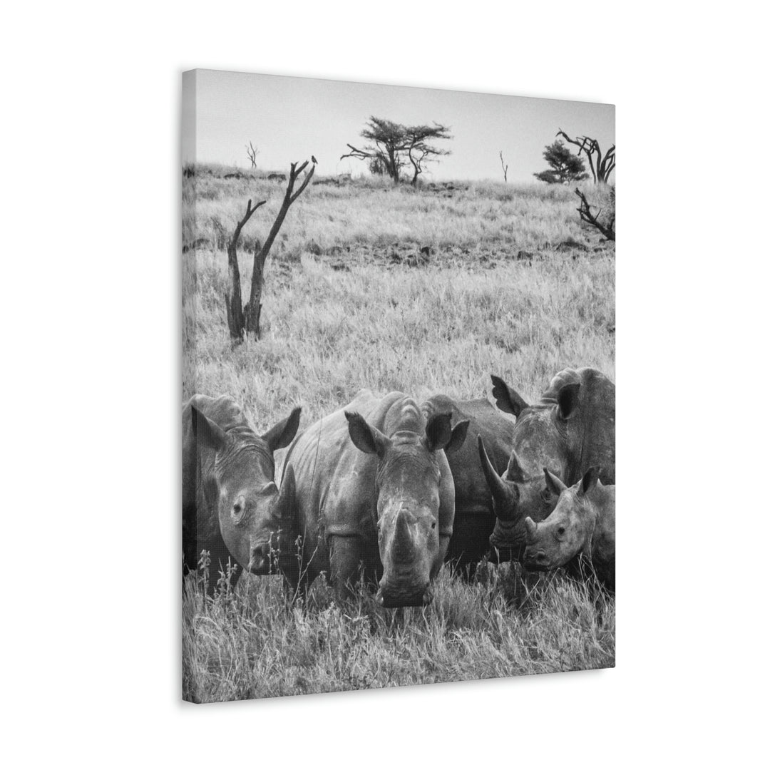 Rhino Family in Black and White - Canvas