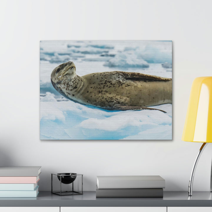 Leopard Seal Relaxing - Canvas