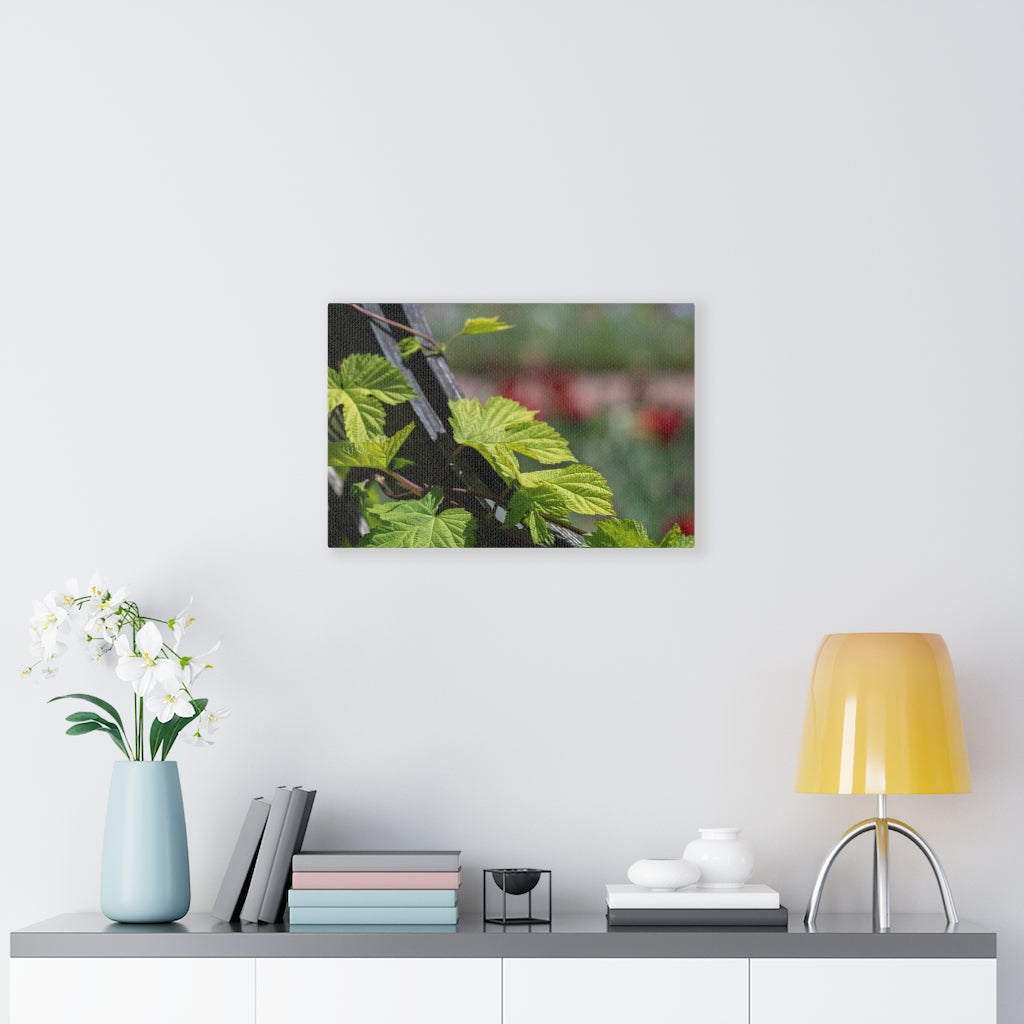 Ivy-Covered Fence - Canvas