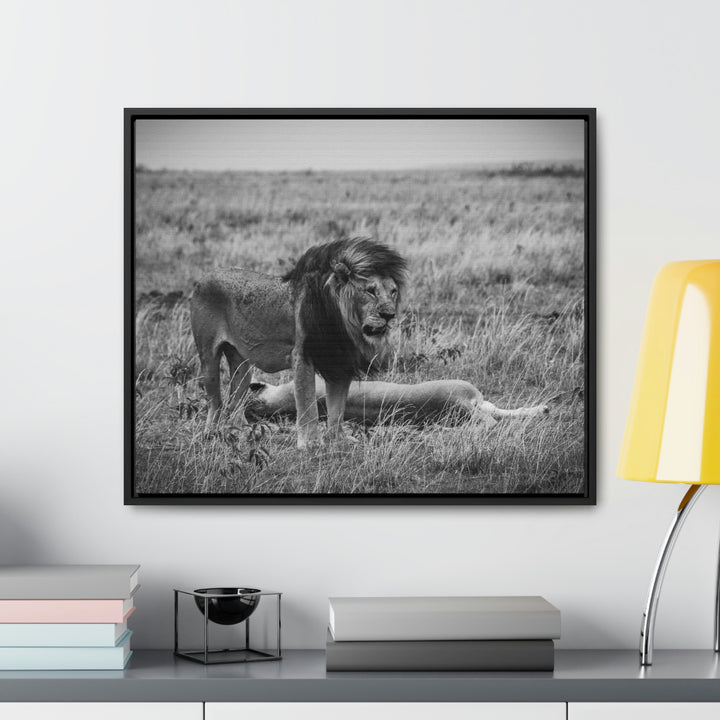 Mating Lions in Black and White - Canvas with Frame