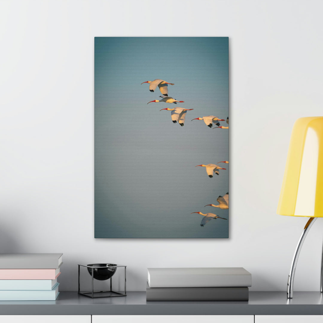 White Ibis in Flight - Canvas