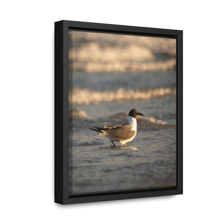 Laughing Gull in the Surf - Canvas with Frame